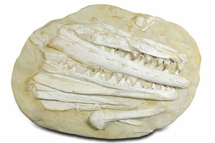 Fossil Mosasaur (Halisaurus) Jaws in Situ - Morocco #353160